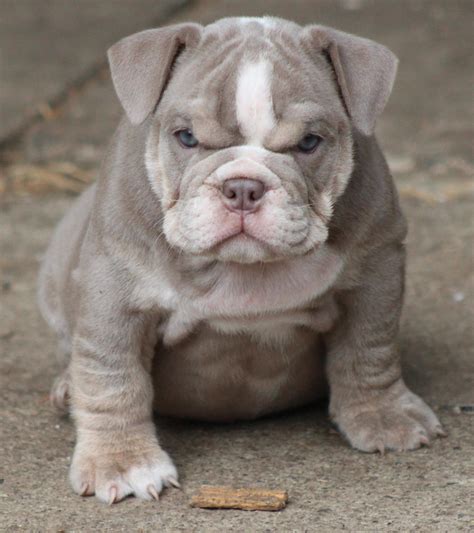 adult toy bulldog